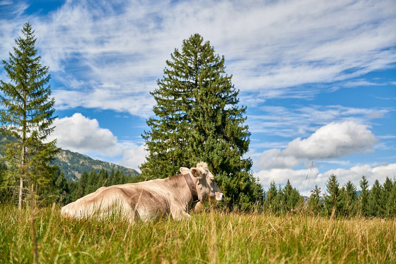 Aktiver Sommerurlaub - Grän: 4-Sterne-S-Hotel Bergblick
